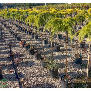 Céder himalajský (Cedrus deodara) ´GOLDEN HORIZON´ výška 80-100 cm, kont. C9L (-23°C)
